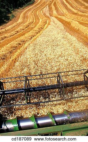 Wheat harvest View Large Photo Image Stock Photo - Wheat harvest. Fotosearch