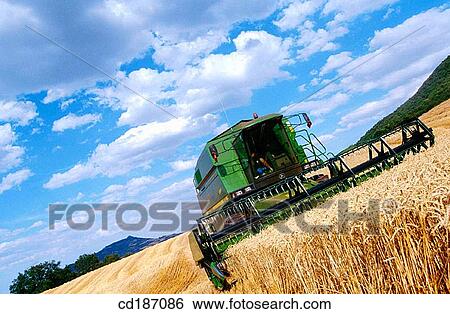 Wheat harvest View Large Photo Image Stock Photograph - Wheat harvest. Fotosearch