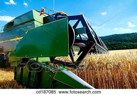 Wheat harvest View Large Photo Image Stock Photography - Wheat harvest. Fotosearch