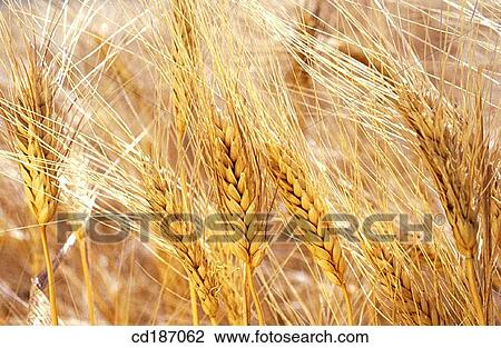 Wheat View Large Photo Image Stock Image - Wheat. Fotosearch