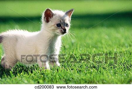 White himalayan/tabby kitten View Large Photo Image Stock Image - White himalayan/tabby kitten. Fotosearch
