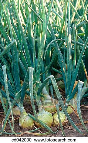 White onion crop View Large Photo Image Stock Image - White onion crop. Fotosearch