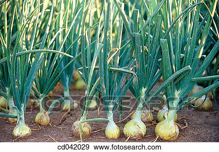 White onion crop View Large Photo Image Stock Photo - White onion crop. Fotosearch