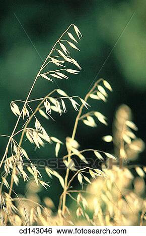 Wild grass View Large Photo Image Stock Photograph - Wild grass. Fotosearch