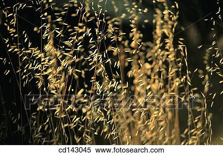 Stock Photography - Wild grass. Fotosearch