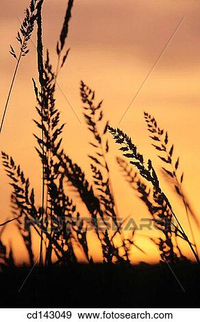 Wild grasses View Large Photo Image Stock Photo - Wild grasses. Fotosearch