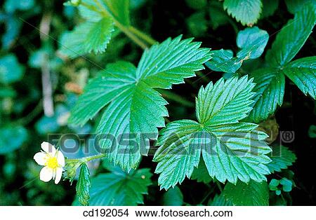 Wild Strawberry (Fragaria vesca) View Large Photo Image Picture - Wild Strawberry (Fragaria vesca). Fotosearch