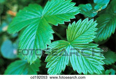 Wild Strawberry (Fragaria vesca) View Large Photo Image Stock Image - Wild Strawberry (Fragaria vesca). Fotosearch