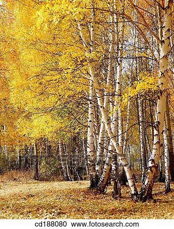 Stock Image - Xinjiang. China. Fotosearch