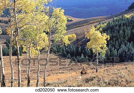 Yellowstone National Park. Wyoming. USA View Large Photo Image Stock Image - Yellowstone National Park. Wyoming. USA. Fotosearch