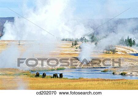 Yellowstone National Park. Wyoming. USA View Large Photo Image Stock Image - Yellowstone National Park. Wyoming. USA. Fotosearch