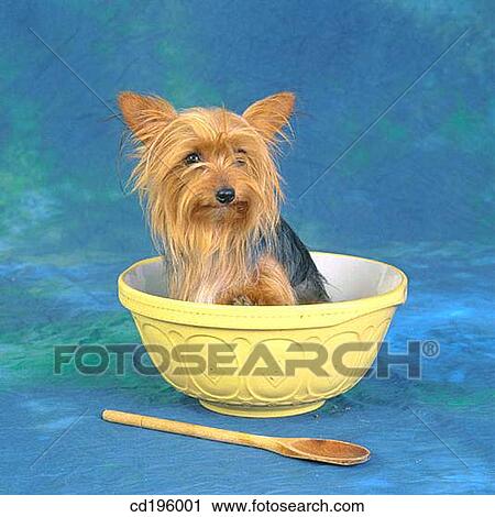 Yorkshire Terrier View Large Photo Image Stock Image - Yorkshire Terrier. Fotosearch