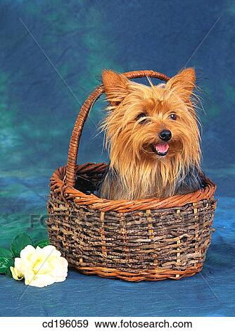 Yorkshire Terrier View Large Photo Image Stock Photo - Yorkshire Terrier. Fotosearch