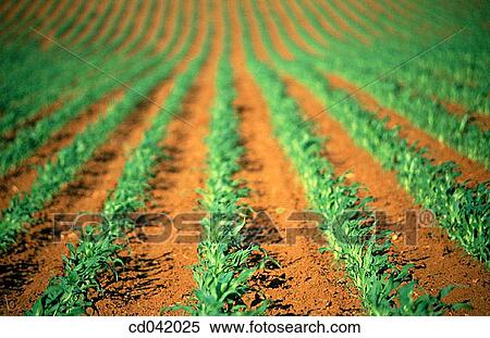 Young rows of corn View Large Photo Image Stock Photography - Young rows of corn. Fotosearch