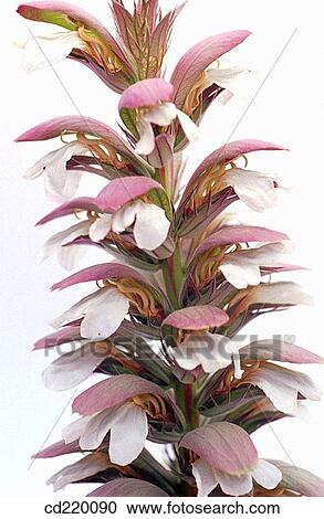 Acanthus mollis View Large Photo Image Stock Image - Acanthus mollis. Fotosearch