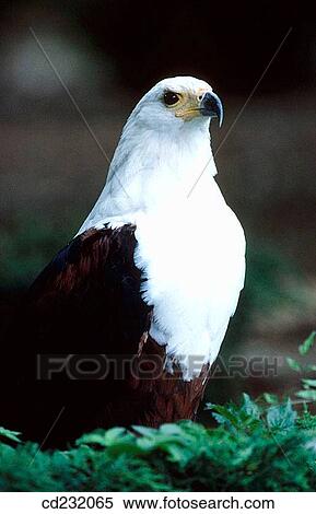 African Fish-eagle (Haliaeetus vocifer) View Large Photo Image Stock Photography - African Fish-eagle (Haliaeetus vocifer). Fotosearch