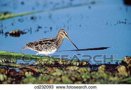 African Snipe (Gallinago nigripennis) View Large Photo Image Stock Image - African Snipe (Gallinago nigripennis). Fotosearch