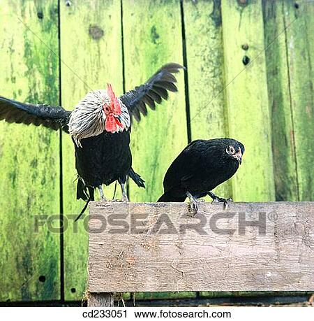 agriculture, bird, animal, action View Large Photo Image Stock Image - agriculture, bird, animal, action. Fotosearch