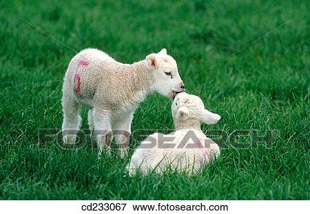 agriculture, day, Aries, animal, affection View Large Photo Image Stock Photo - agriculture, day, Aries, animal, affection. Fotosearch