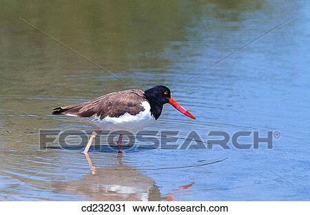 American oystercatcher (Haematopus palliatus) View Large Photo Image Stock Image - American oystercatcher (Haematopus palliatus). Fotosearch