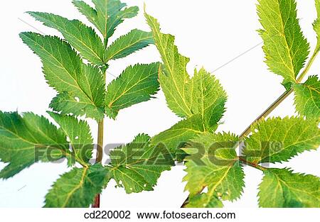 Angelica (Angelica archangelica) View Large Photo Image Stock Image - Angelica (Angelica archangelica). Fotosearch