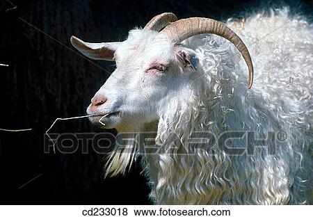 Angora Goat, Close-up, animal, Angora Goats, agriculture View Large Photo Image Stock Photo - Angora Goat, Close-up, animal, Angora Goats, agriculture. Fotosearch