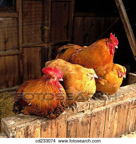 animal, bird, agriculture View Large Photo Image Picture - animal, bird, agriculture. Fotosearch