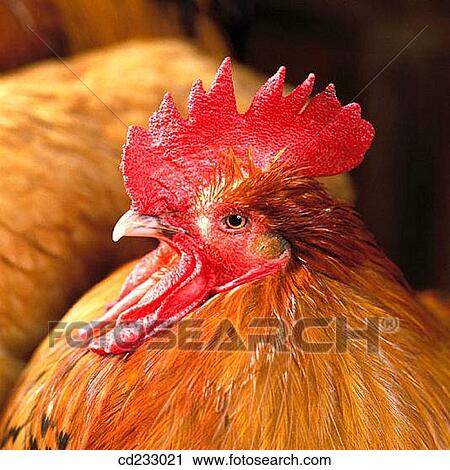 animal, Close-up, bird, agriculture View Large Photo Image Stock Image - animal, Close-up, bird, agriculture. Fotosearch