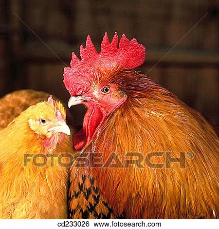 animal, Close-up, bird, agriculture View Large Photo Image Stock Photograph - animal, Close-up, bird, agriculture. Fotosearch
