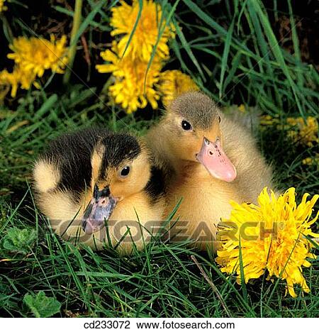 animal, Close-up, bird, Baby animal, agriculture View Large Photo Image Stock Image - animal, Close-up, bird, Baby animal, agriculture. Fotosearch