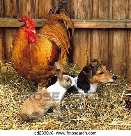 animal, companion, bird, agriculture View Large Photo Image Stock Photo - animal, companion, bird, agriculture. Fotosearch