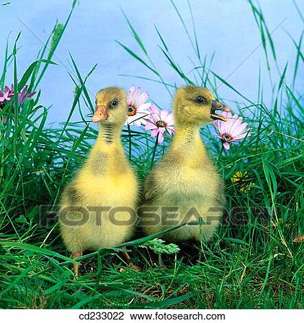 Stock Image - animal, contemporary, bird, Baby animal, agriculture. Fotosearch