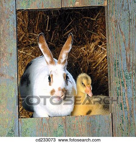 animal, contemporary, bird, Baby animal, agriculture View Large Photo Image Stock Image - animal, contemporary, bird, Baby animal, agriculture. Fotosearch