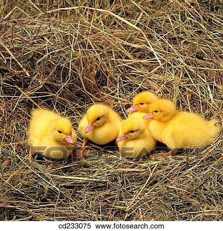 Stock Photography - animal, contemporary, bird, Baby animal, agriculture. Fotosearch