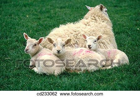 animal, country, Baby animal, agriculture View Large Photo Image Stock Image - animal, country, Baby animal, agriculture. Fotosearch