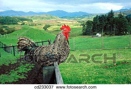 animal, country, bird, agriculture View Large Photo Image Stock Photo - animal, country, bird, agriculture. Fotosearch