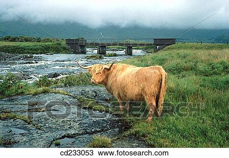 animal, country, cattle, brook, agriculture View Large Photo Image Stock Image - animal, country, cattle, brook, agriculture. Fotosearch