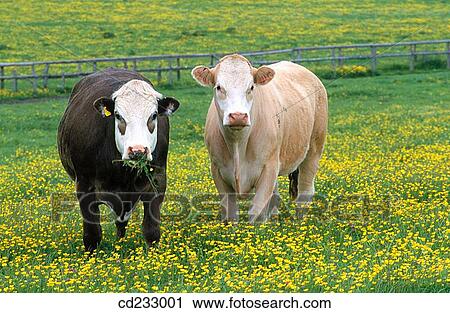 animal, country, cattle, Calf, agriculture View Large Photo Image Stock Image - animal, country, cattle, Calf, agriculture. Fotosearch