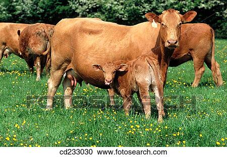 animal, country, cattle, Calf, agriculture View Large Photo Image Stock Image - animal, country, cattle, Calf, agriculture. Fotosearch