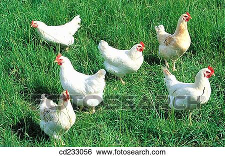 animal, country, chicken, bird, agriculture View Large Photo Image Stock Photograph - animal, country, chicken, bird, agriculture. Fotosearch