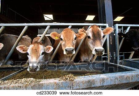 animal, cow, corral, cattle, agriculture View Large Photo Image Stock Photo - animal, cow, corral, cattle, agriculture. Fotosearch
