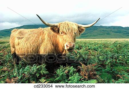 animal, cow, country, cattle, agriculture View Large Photo Image Picture - animal, cow, country, cattle, agriculture. Fotosearch