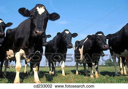 animal, cow, country, cattle, agriculture View Large Photo Image Stock Image - animal, cow, country, cattle, agriculture. Fotosearch