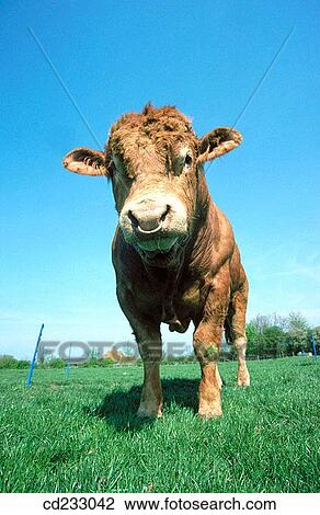 animal, cow, country, cattle, agriculture View Large Photo Image Stock Image - animal, cow, country, cattle, agriculture. Fotosearch