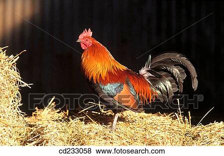 animal, day, bird, agriculture View Large Photo Image Stock Photo - animal, day, bird, agriculture. Fotosearch