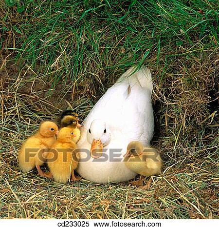 animal, day, bird, Baby animal, agriculture View Large Photo Image Stock Photography - animal, day, bird, Baby animal, agriculture. Fotosearch