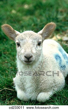animal, day, Close-up, Aries, agriculture View Large Photo Image Stock Image - animal, day, Close-up, Aries, agriculture. Fotosearch