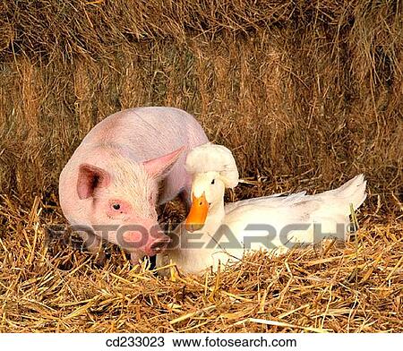 animal, day, coexistence, bird, agriculture View Large Photo Image Stock Image - animal, day, coexistence, bird, agriculture. Fotosearch