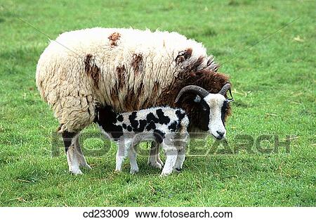 animal, day, country, Baby animal, agriculture View Large Photo Image Stock Photo - animal, day, country, Baby animal, agriculture. Fotosearch
