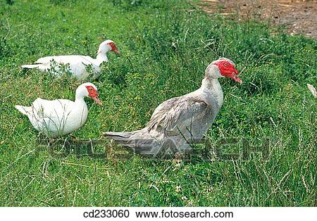animal, day, country, bird, agriculture View Large Photo Image Stock Image - animal, day, country, bird, agriculture. Fotosearch